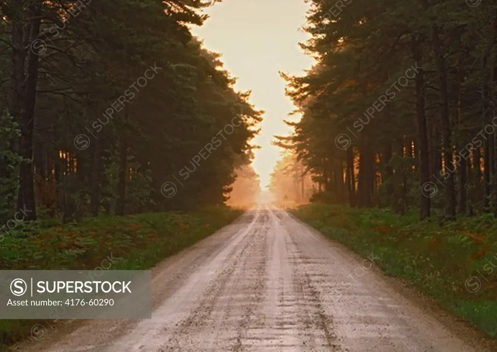 Tree-lined country dirt road on island of Gotland in Sweden at sunrise
