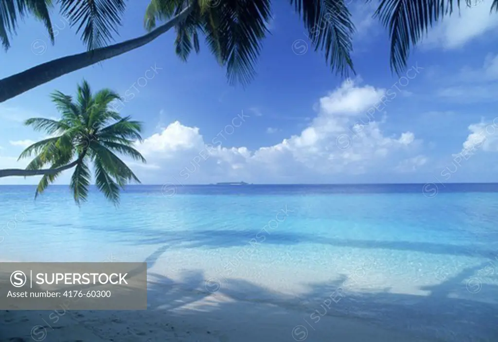 Idyllic scenic shot of palm trees over pure white sandy beach in Maldive Islands