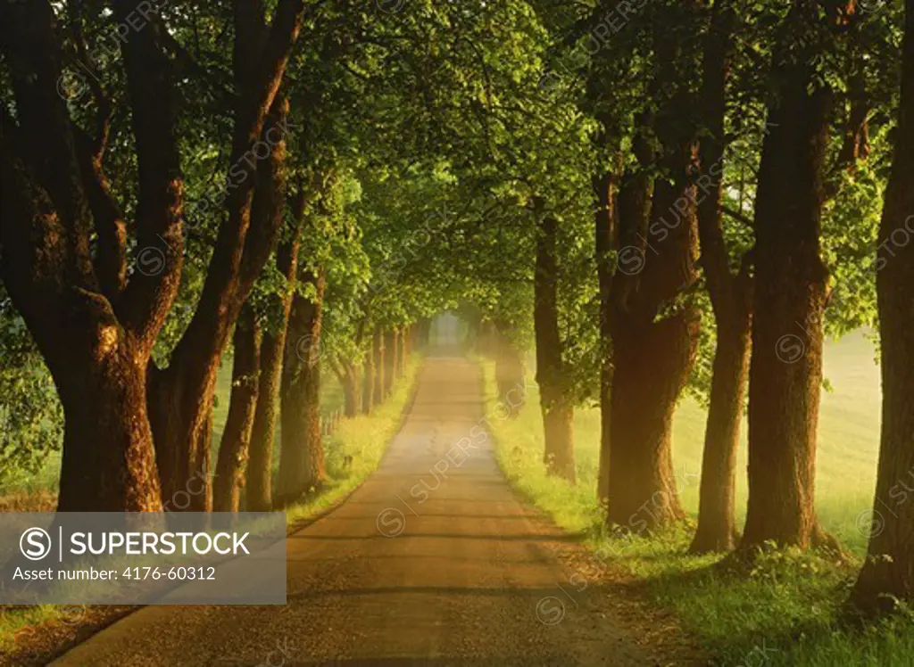 Tree-lined country road in Sweden at sunrise