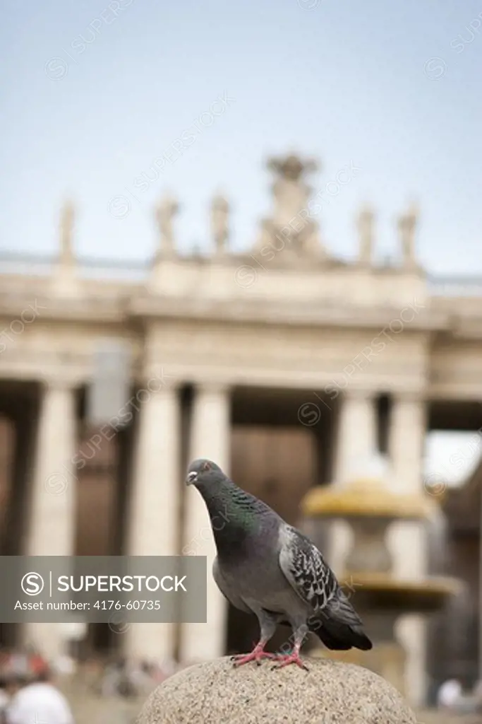 Dove at the Vatican, Rome, Italy