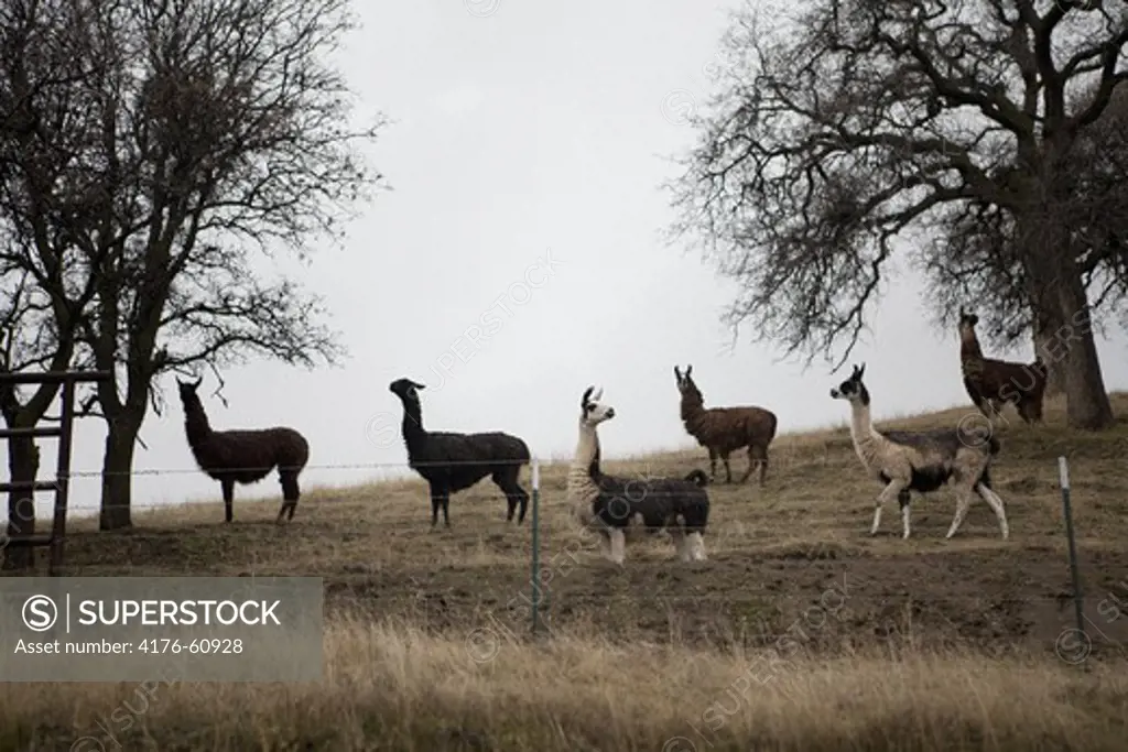 Animals on field, California, USA