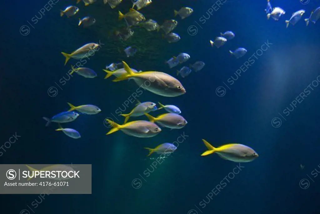 Fishes in water, Gothenburg, Sweden