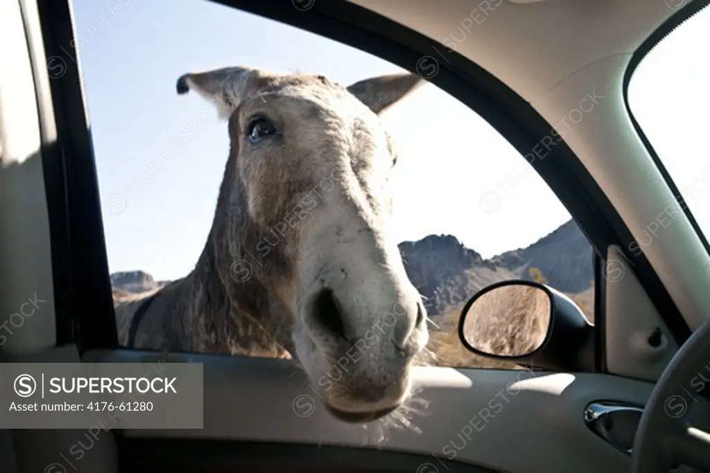 Donkey looking into car, Arizona, USA, Arizona, USA