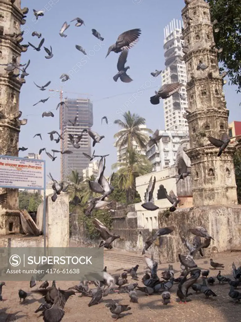 Birds flying in the air, Mumbai, India