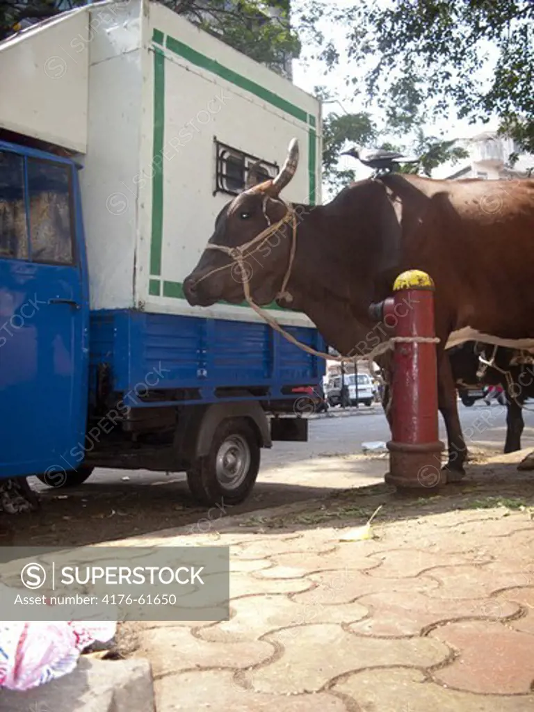 Leashed cow, Mumbai, India