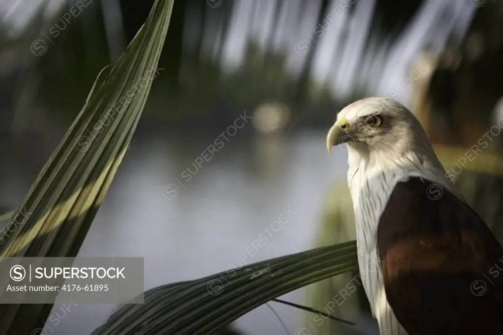 Eagle on branch facing the camera