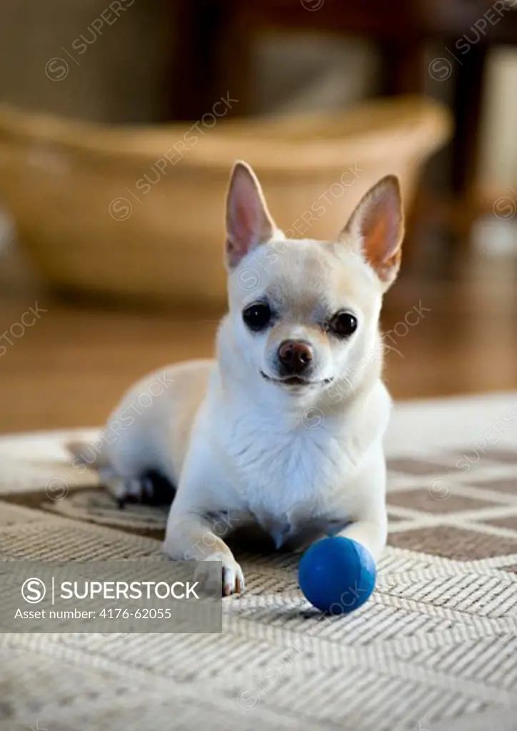 A Chihuahua dog playing with a ball