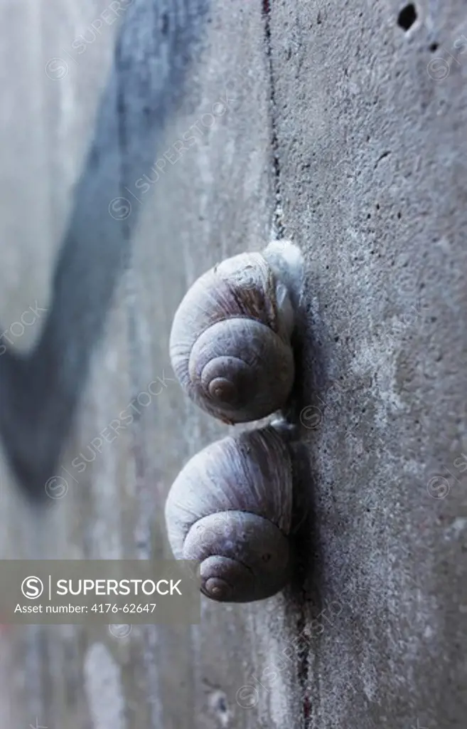 Snail, Sweden