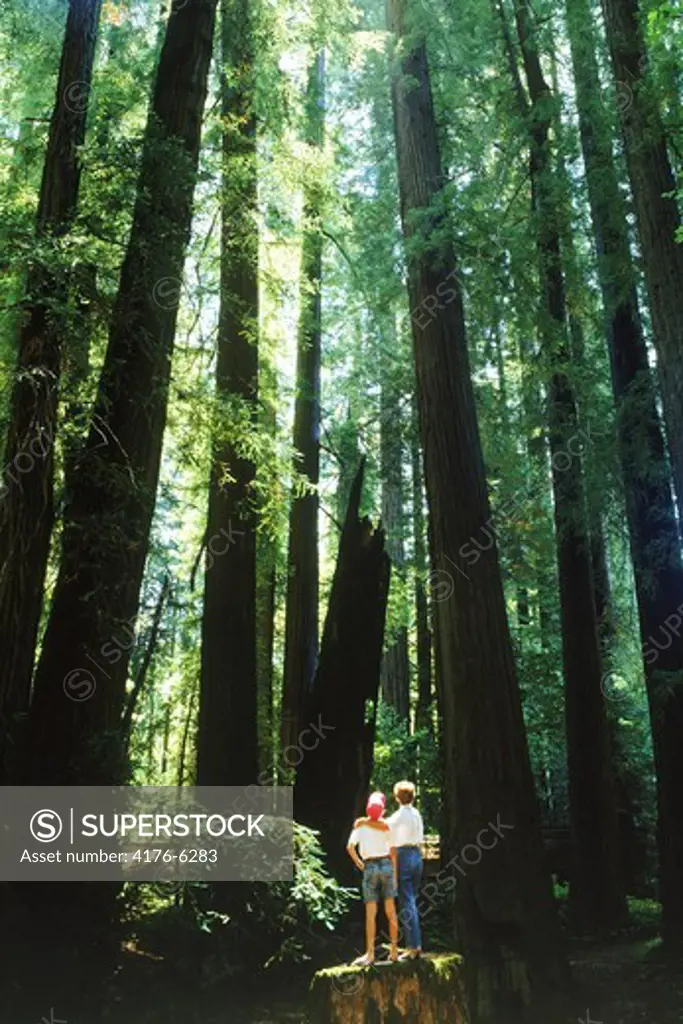 Mother and son standing under tallest trees in the world in California