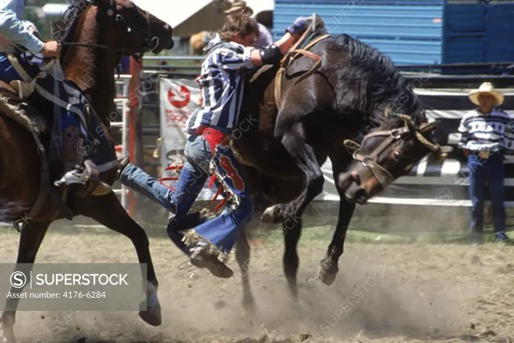 Man riding bucking bronco in rodeo on South Island of New Zealand