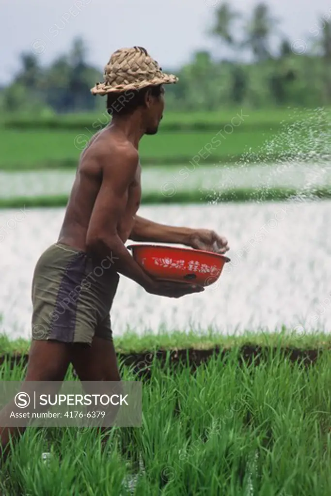 Man with hat and basket casting alkali into rice paddy on island of Bali