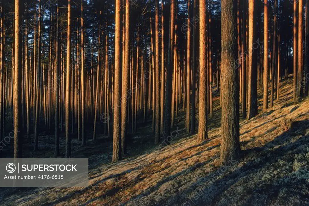 Trunks of cultivated pine trees at sunset in Sweden