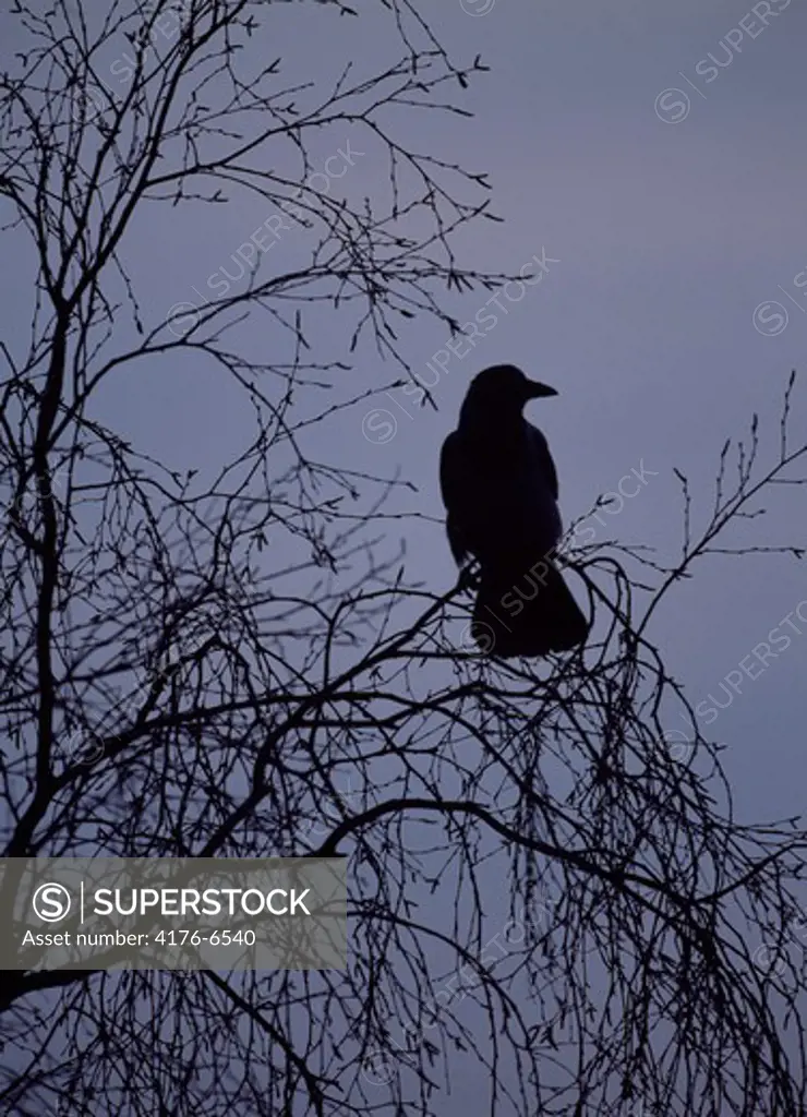 Crow perching on a tree