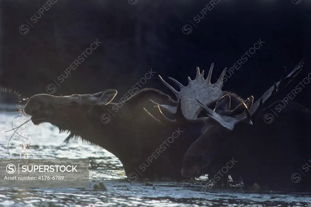 Bull moose and cow feeding in river at sunset in Maine
