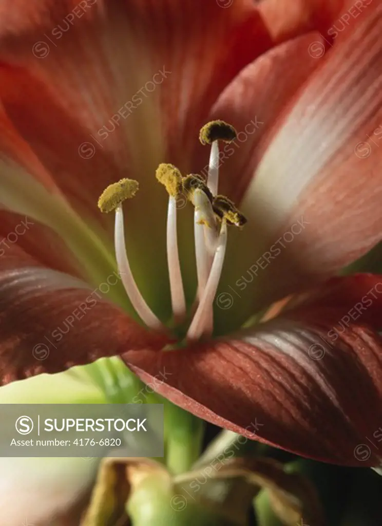 Stamens and Pistils of an open amaryllis, Sweden
