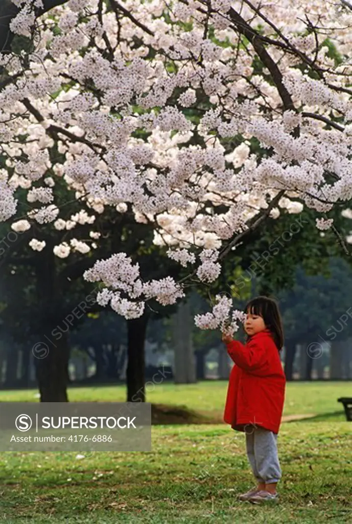 Japanese girl in Tokyo Shinjuku Park under cheery blossoms