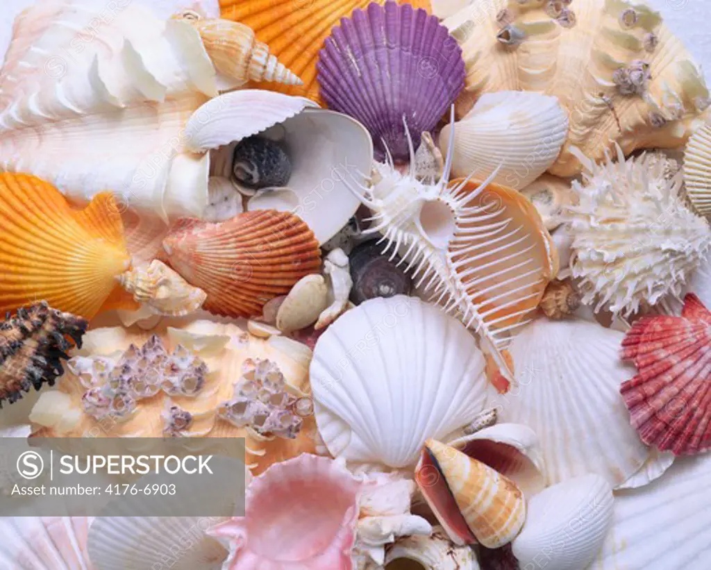 Overhead view of colorful seashells