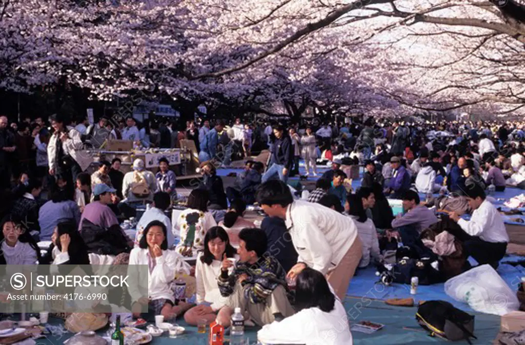 Cherry blossom festival in Ueno Park in Tokyo