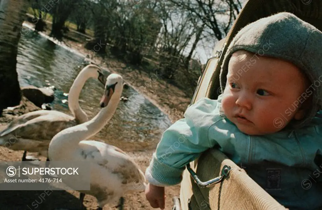 Toddler and swans in a park