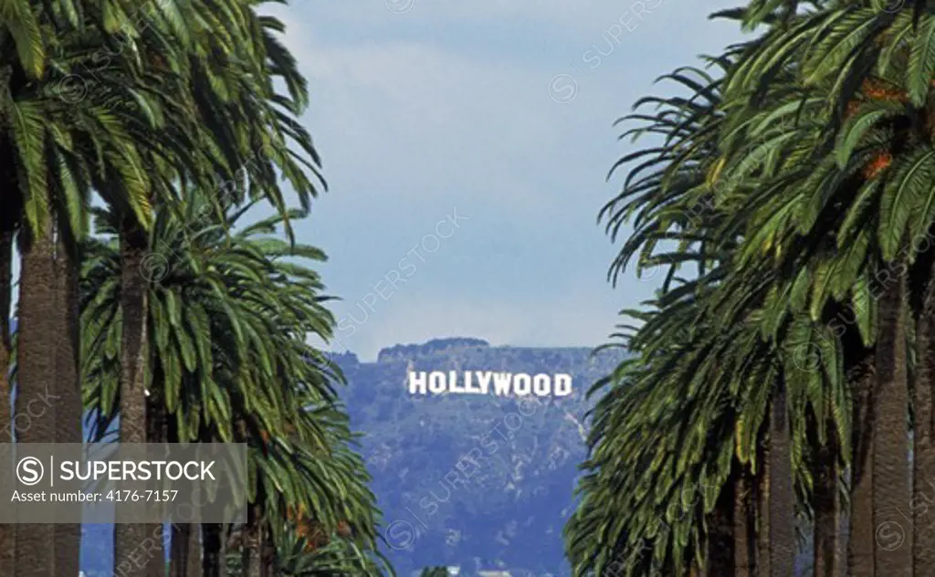 Palm trees and Hollywood sign from Los Angeles suburb