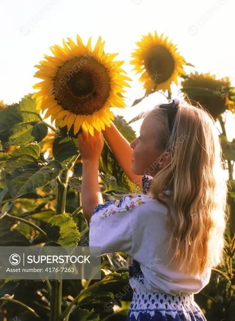 Girl looking into face of sunflower plant on farm in Provence