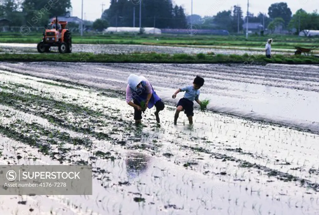 Mother and son working in family rice paddy