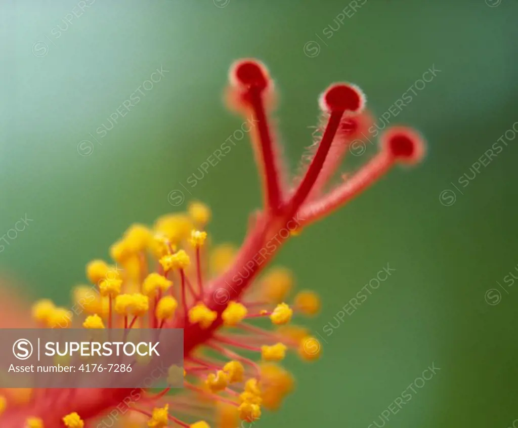 Close-up of the stamen of a Hibiscus flower