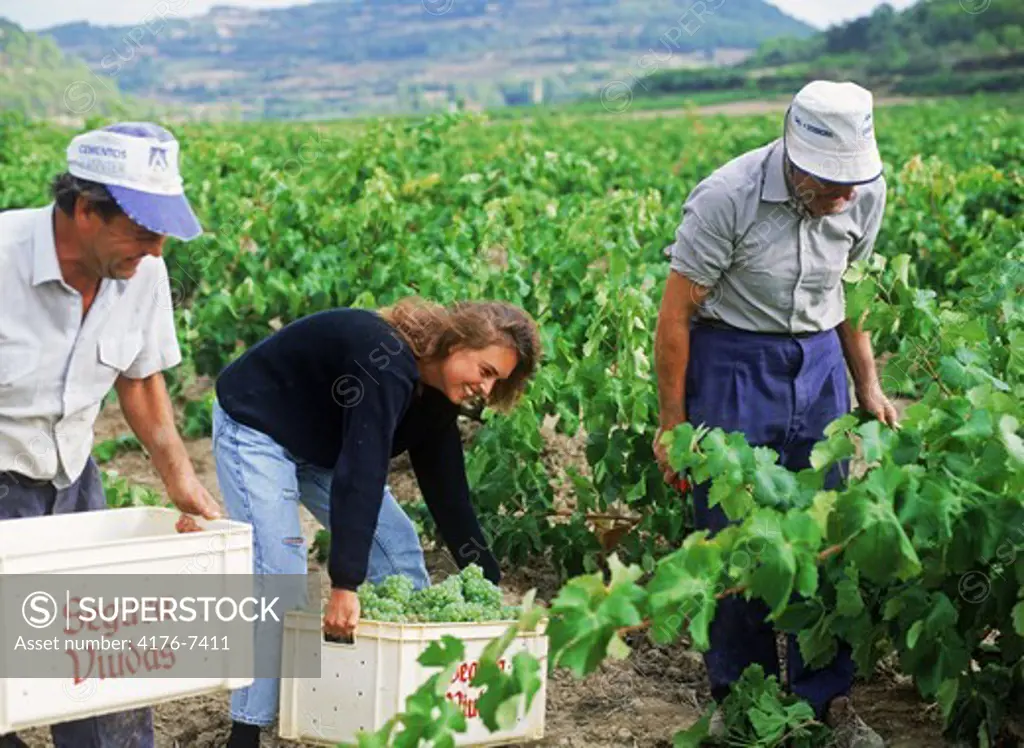 Grape harvest in La Rioja region of Spain