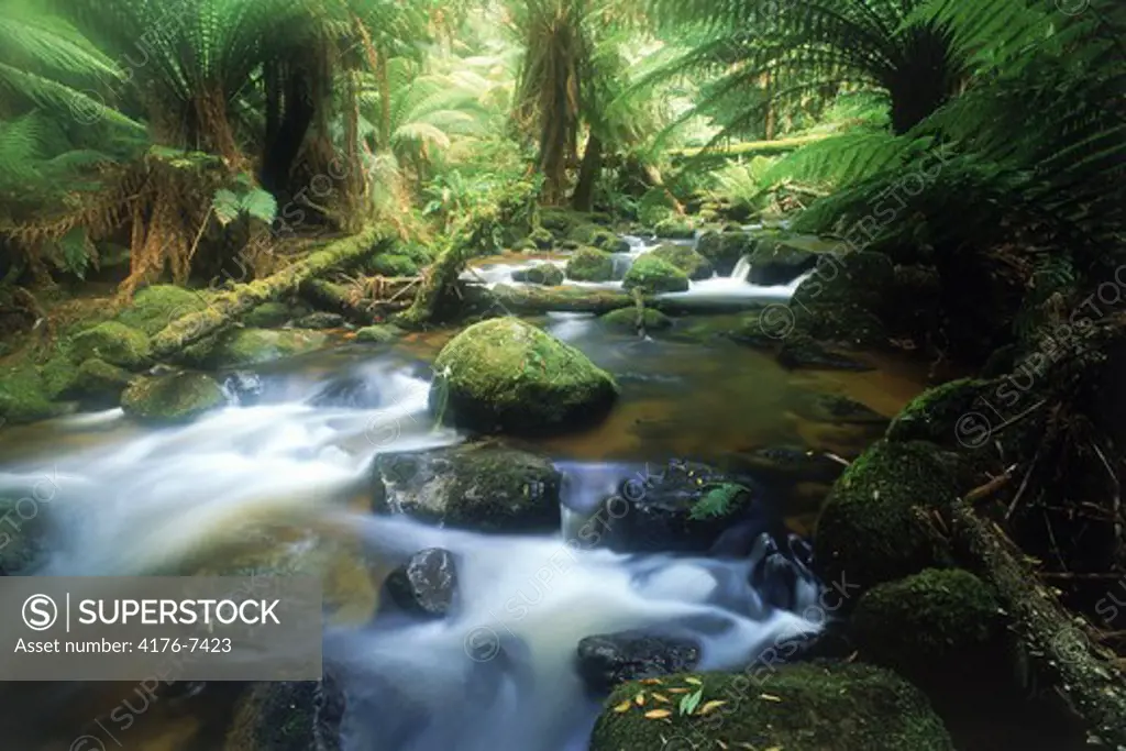 Small stream passing ferns and moss at St Columba in Tasmania