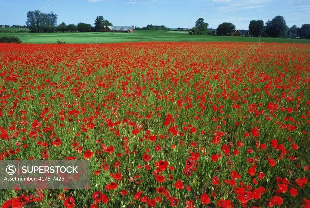 Flanders Poppies on farm in Southern Sweden