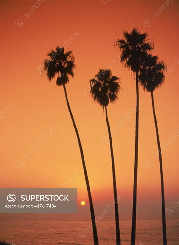 Four palm trees reaching into sunset skies