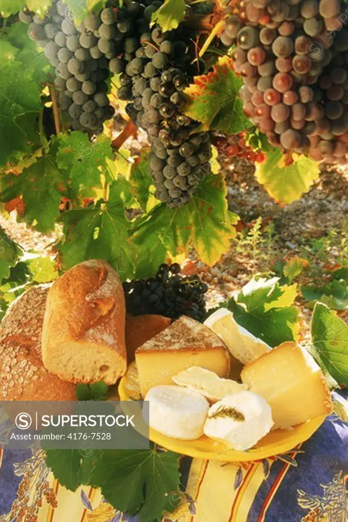 Cabernet-grenache grapes w,cheese & bread in Provence vineyard