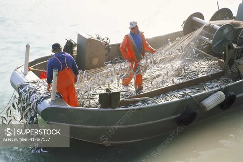 Fishermen unloading nets full of herring off Sausalito California