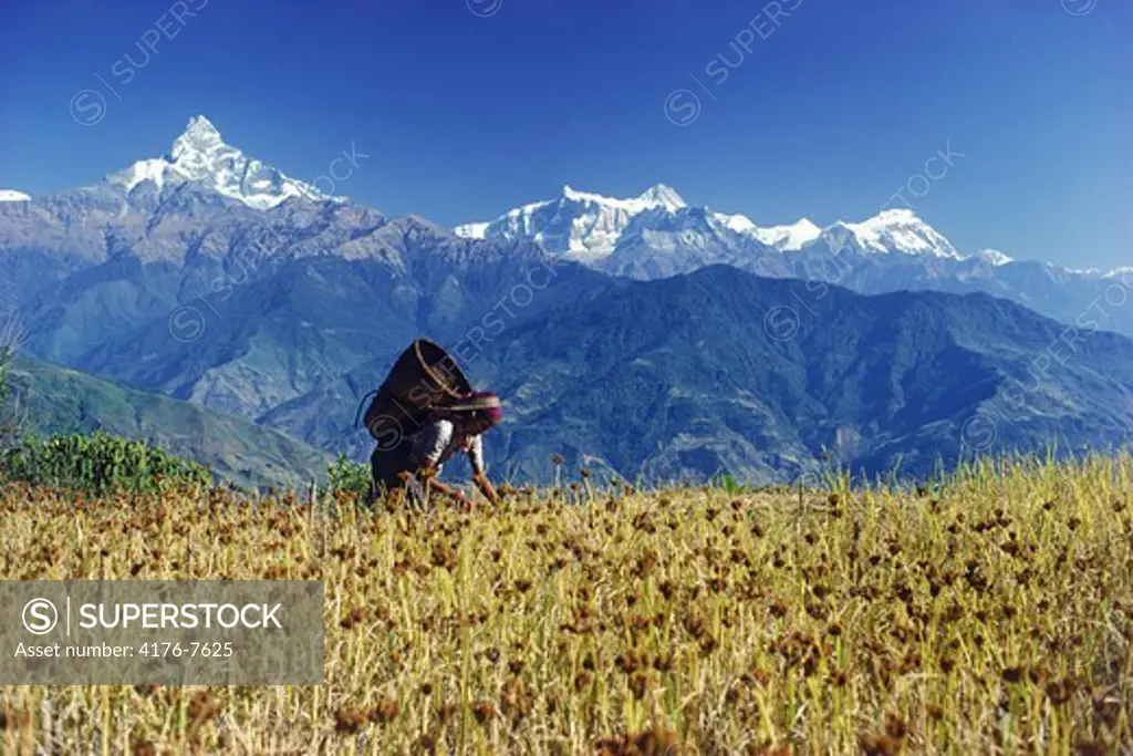 Nepalese woman in field of millet below Himalayan peaks