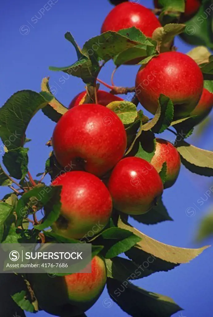 Red apples hanging on the tree in California
