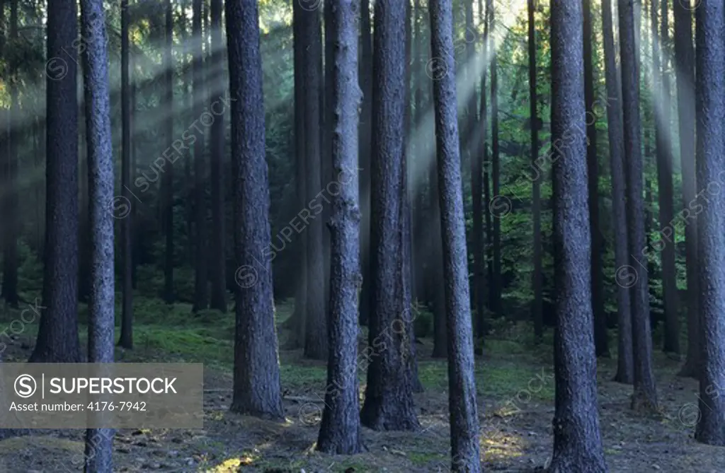 CZECH REPUBLIC SOUTHERN BOHEMIA FOREST