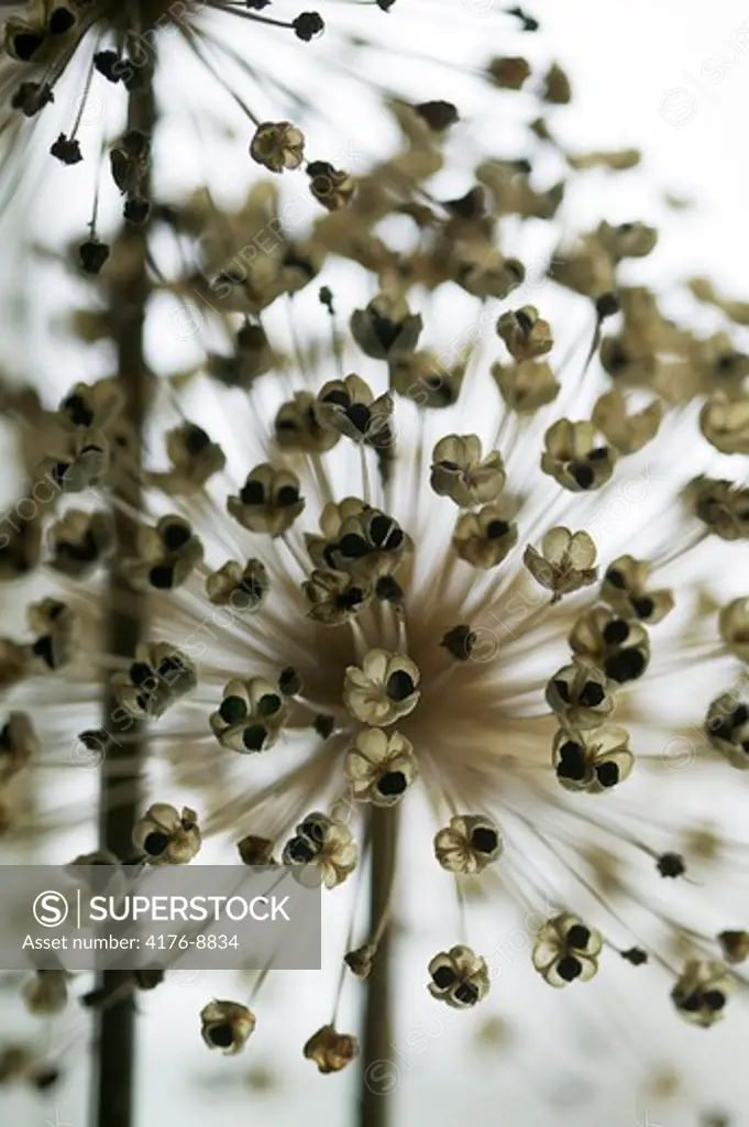 Close-up of an Allium flower