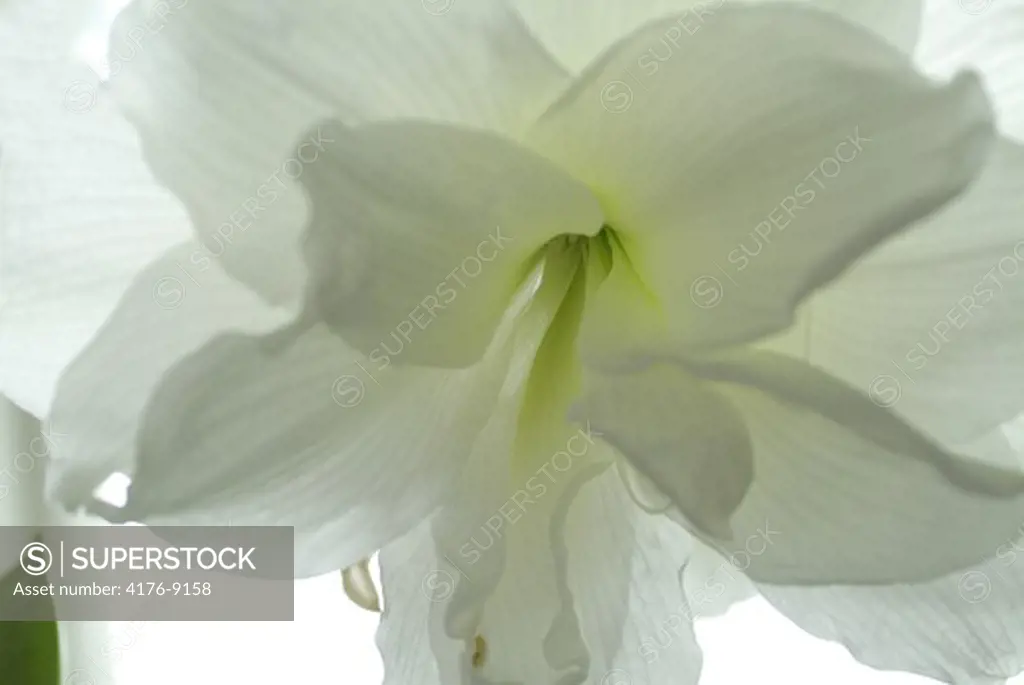 White amaryllus flower in detail