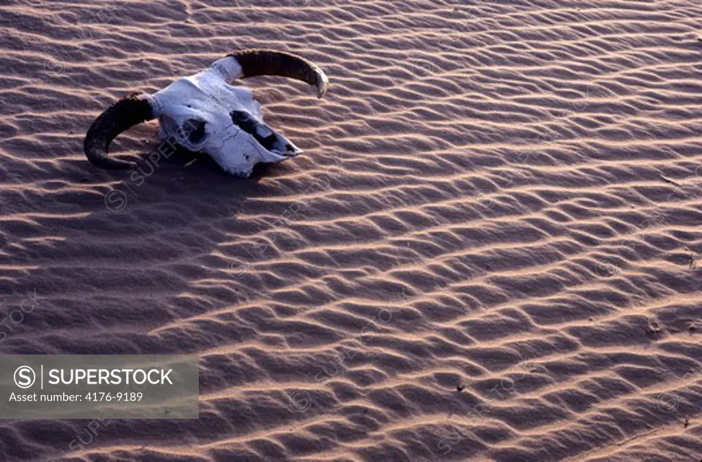 Animal cranium with horns lying on sand