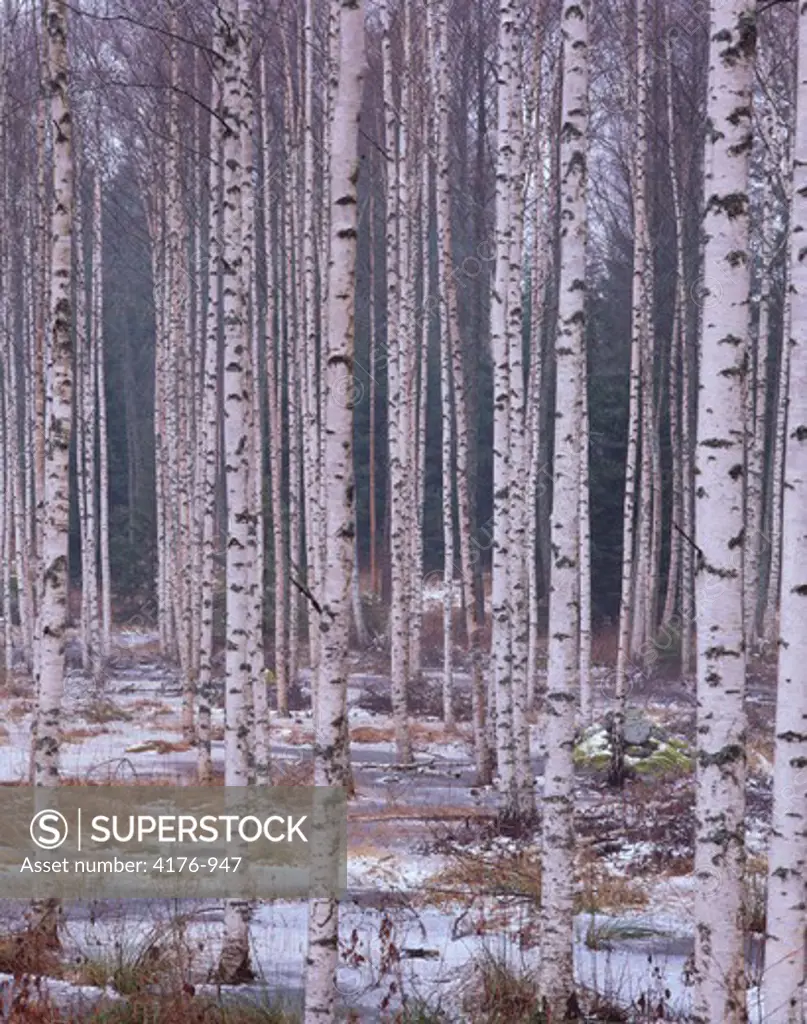 Birch grove. Winter. Smaland, Sweden