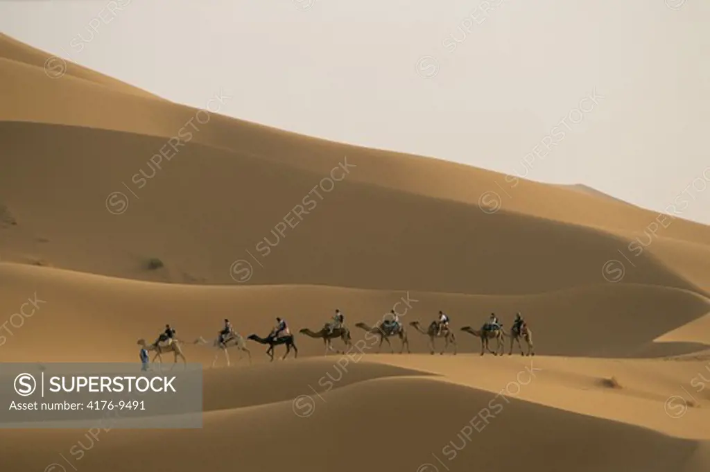 Camels in the desert in Sahara, Morocco