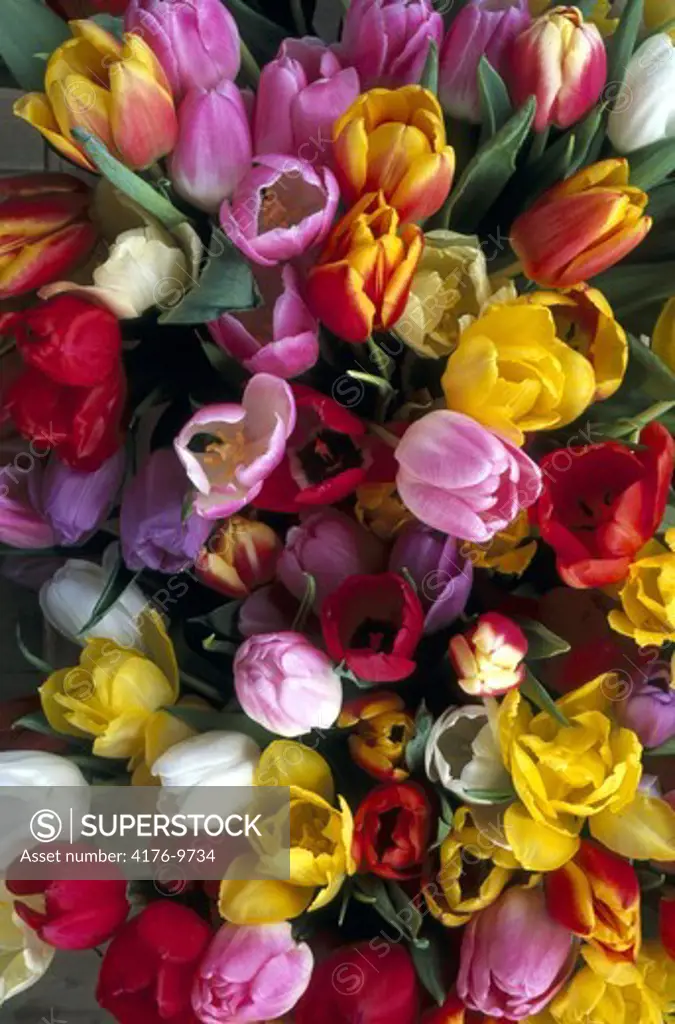 Overhead view of colourful tulips