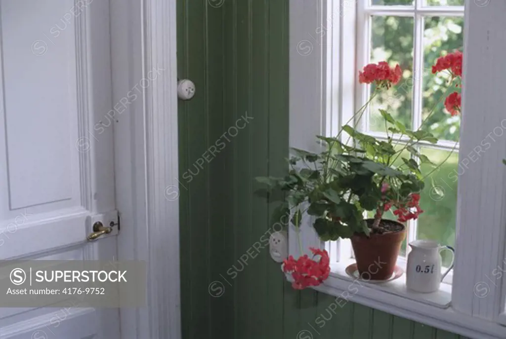 Potted plant and measuring jug on a windowsill