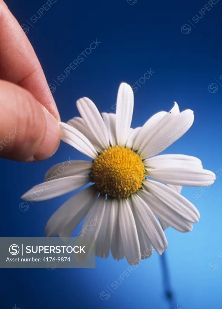 A person pulling petal from white flower