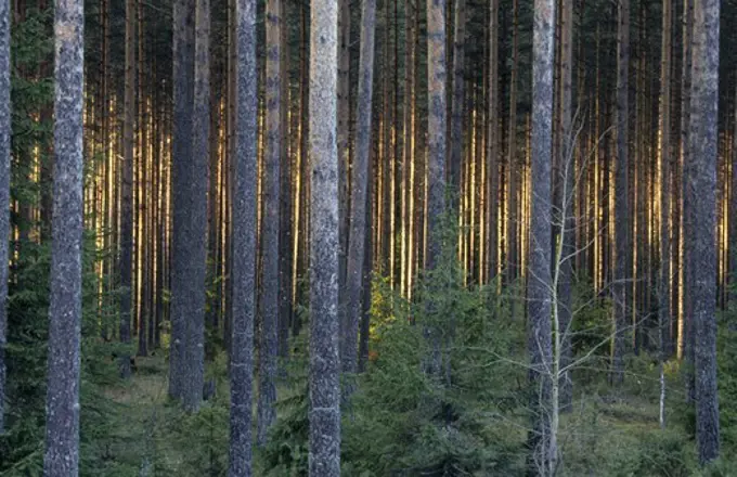 Birchtrees in a forest, Kuhmo, Finland