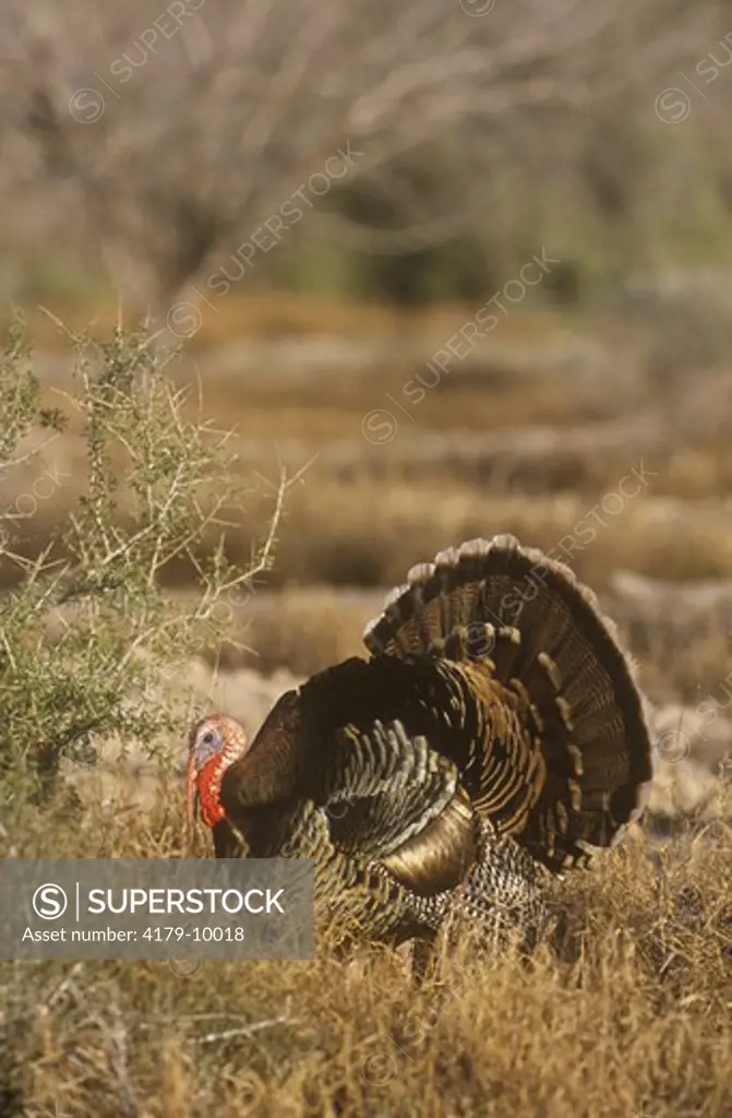 Rio Grande Wild Turkey (Meleagris gallopavo)male/ gobbler strutting, Starr Co.  TX