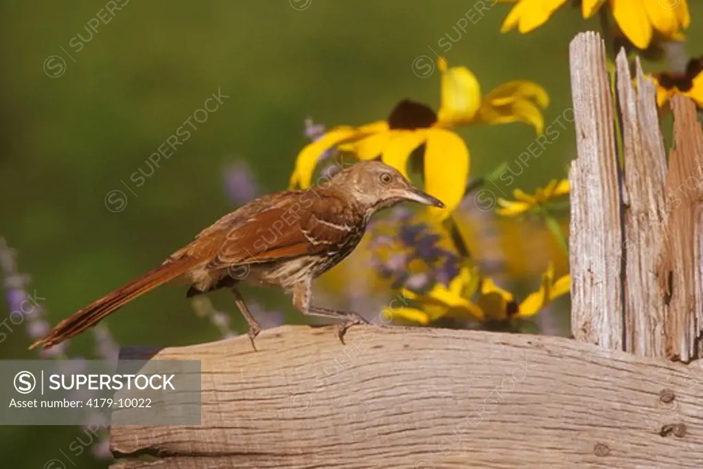 Brown Thrasher (Toxostoma rufum) on Fence, Black-eyed Susan, Marion Co., IL