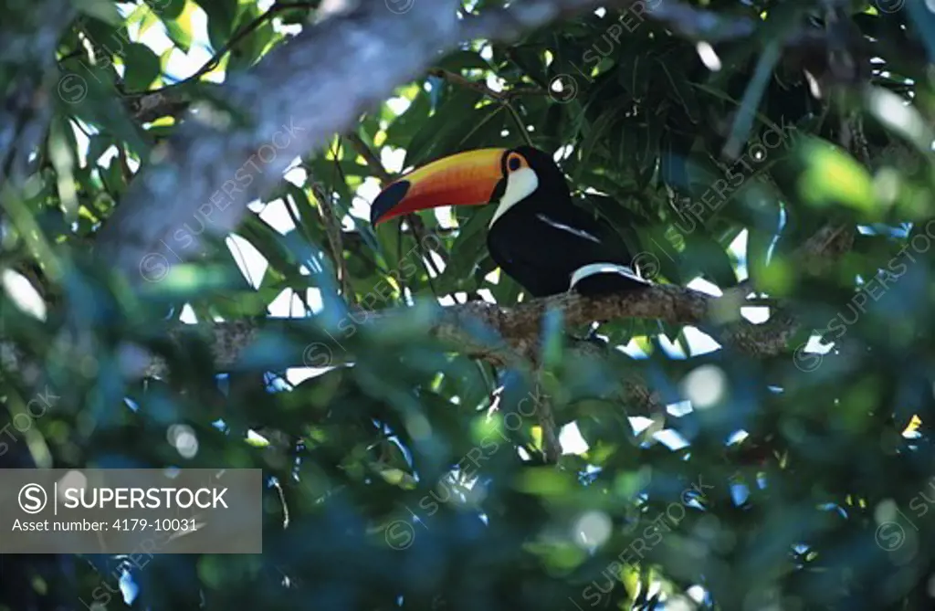 Toucan (Toco toucan) Pantanal, Mato Grosso do Sul, Brazil