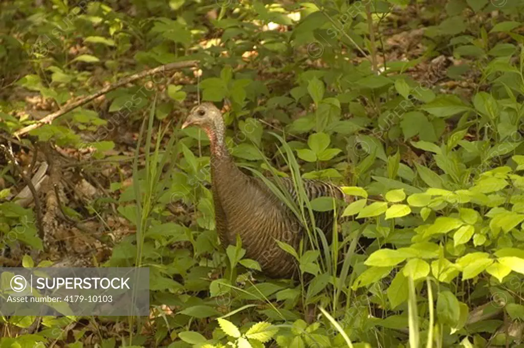 Wild Turkey (Meleagris gallopavo) Blue Ridge Parkway, NC  North Carolina 2007  Digital capture