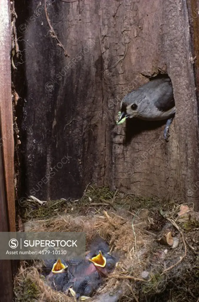 Tufted Titmouse Nest (Parus bicolor) New Jersey